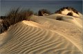 871 - dunes - DE PESTEL Luc - belgium